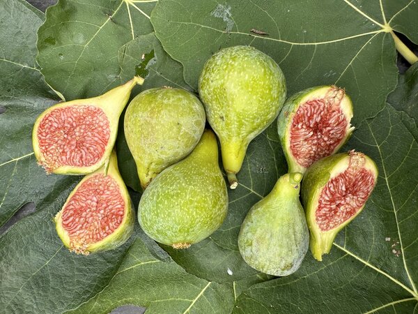 Feige, Ficus carica 'Isi d'Oro' Feige, Ficus carica 'Isi d'Oro'