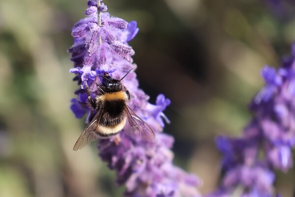 Bl&uuml;tenstr&auml;ucher 9.2026, Erdhummel (Bombus terrestris) trinkt Nektar an einer Bl&uuml;te der Perovskie (Salvia yangii) ?Blue Spire?