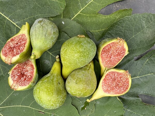 Feige, Ficus carica Isi dOro