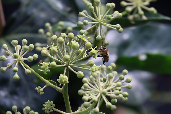 Bl&uuml;tenstr&auml;ucher 9.2026, Honigbiene an Hedera helix 'Arborescens'