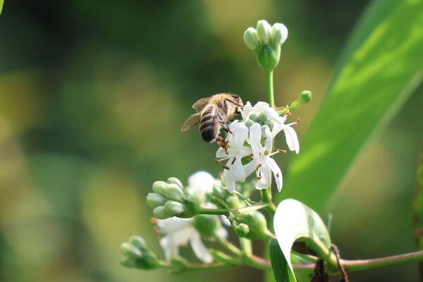 Bl&uuml;tenstr&auml;ucher 9.2026, Heptacodium