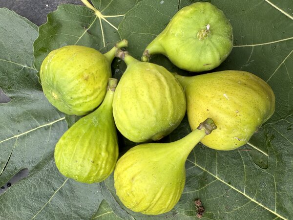 Feige, Ficus carica 'Selma weiss'