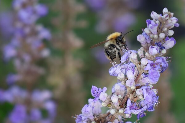 Bl&uuml;tenstr&auml;ucher 9.2026, Ackerhummel (Bombus pascuorum), beim Nektarsammeln an M&ouml;nchspfeffer (Vitex agnus-castus)