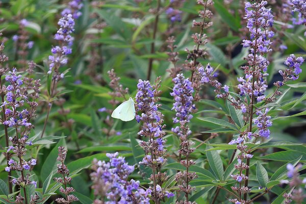 Bl&uuml;tenstr&auml;ucher 9.2026, Vitex agnus-castus mit Zitronenfalter (Gonepteryx rhamni)