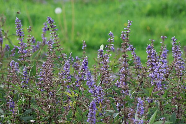 Bl&uuml;tenstr&auml;ucher 9.2026, Vitex agnus-castus mit Zitronenfalter (Gonepteryx rhamni)