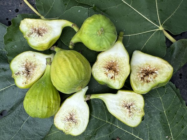 Feige, Ficus carica Selma weiss