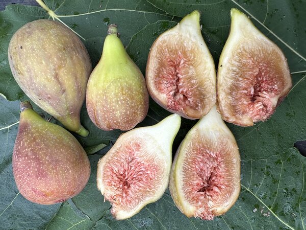 Feige, Ficus carica Violetta Portughese, Bayernfeige