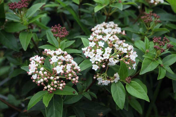 Laurier-tin Viburnum tinus 'Eve Price' avec ses fleurs et boutons floraux