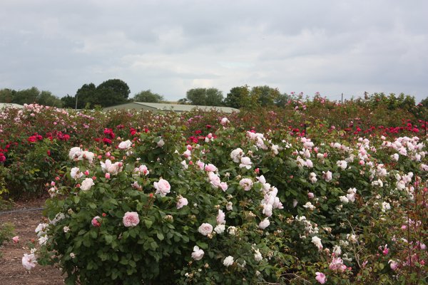 Die perfekte Rose David Austin Zchtung