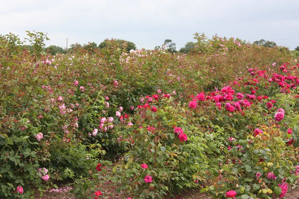 Die perfekte Rose David Austin Zchtung