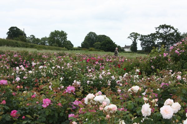 Die perfekte Rose David Austin Zchtung