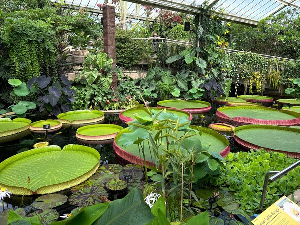 Der Pflanzen Messias, Royal Botanical Garden Kew, London, England, Seerosen, Lubera