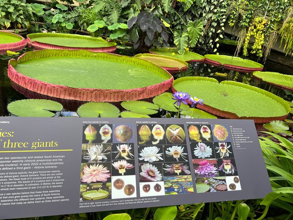 Der Pflanzen Messias, Royal Botanical Garden Kew, London, England, Seerosen, Lubera