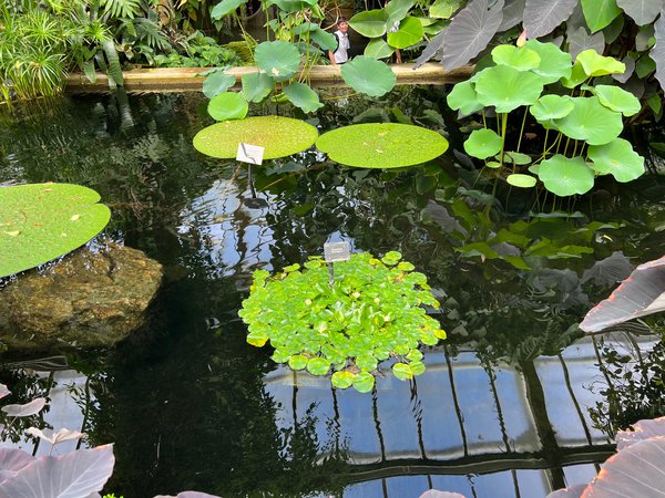 Der Pflanzen Messias, Royal Botanical Garden Kew, London, England, Seerosen, Nymphaea thermarum, Lubera