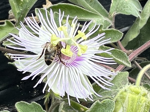 Passiflora pentaschista