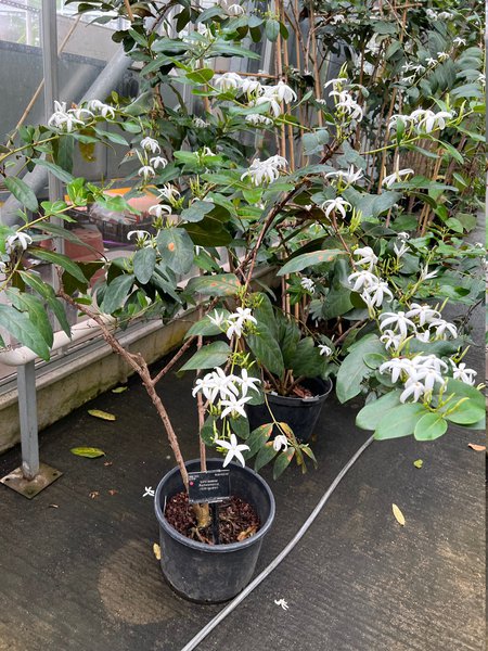 Der Pflanzen Messias, Royal Botanical Garden Kew, London, England, Cafe Marron Ramosmania rodriguesii, Lubera