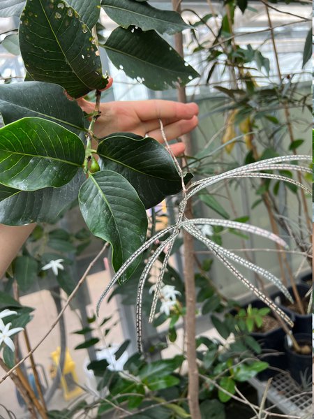 Der Pflanzen Messias, Royal Botanical Garden Kew, London, England, Cafe Marron Ramosmania rodriguesii, Lubera