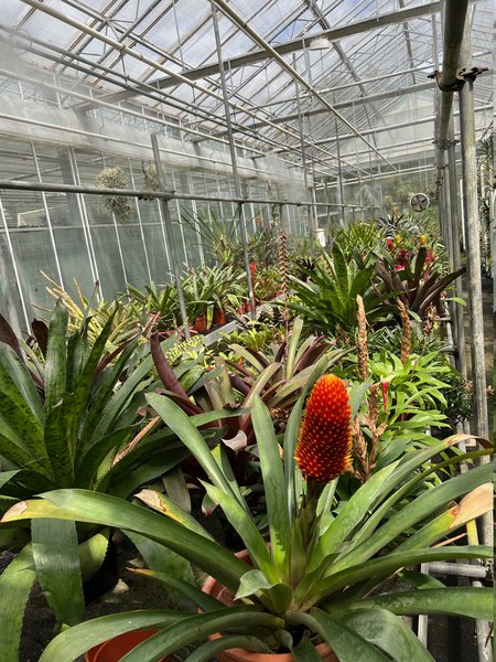 Der Pflanzen Messias, Royal Botanical Garden Kew, London, England, Bromelia, Lubera