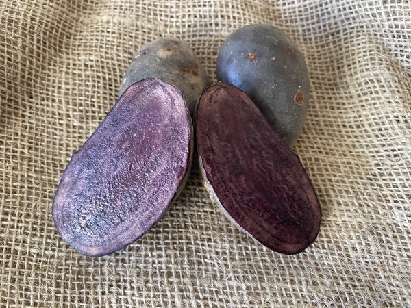 Saatkartoffel Violetta, aufgeschnitten