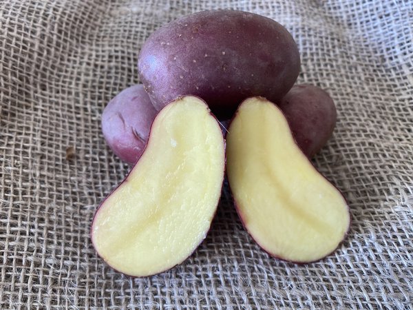 Kartoffel Dunastar, aufgeschnitten, Kartoffeln im Topf