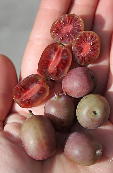 Kens Red Minikiwi Actinida arguta