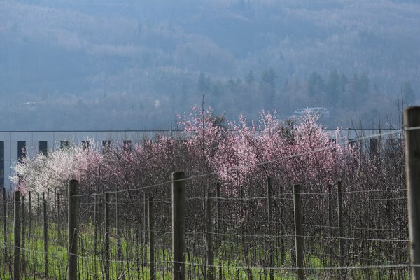 Willkommen Frühling