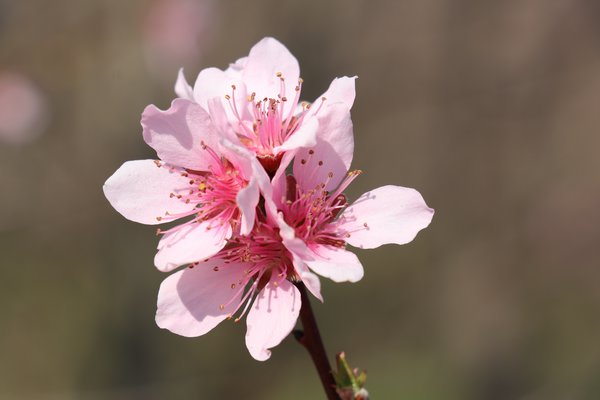 Willkommen Frühling