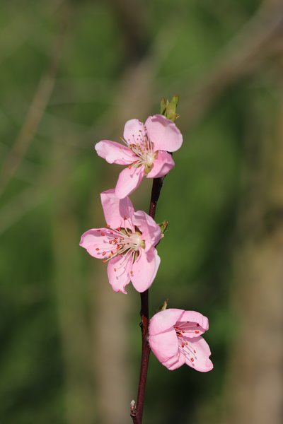 Willkommen Frühling