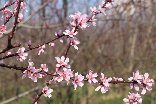 Willkommen Frühling