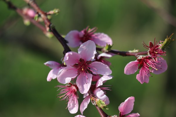 Willkommen Frühling