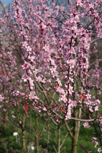 Willkommen Frühling
