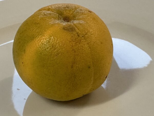 USA 119, Pomelo Duncan x Poncirus x Orange Succory, Citrus, Zitrus, Frucht