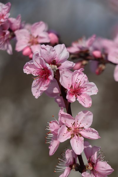 Willkommen Frühling