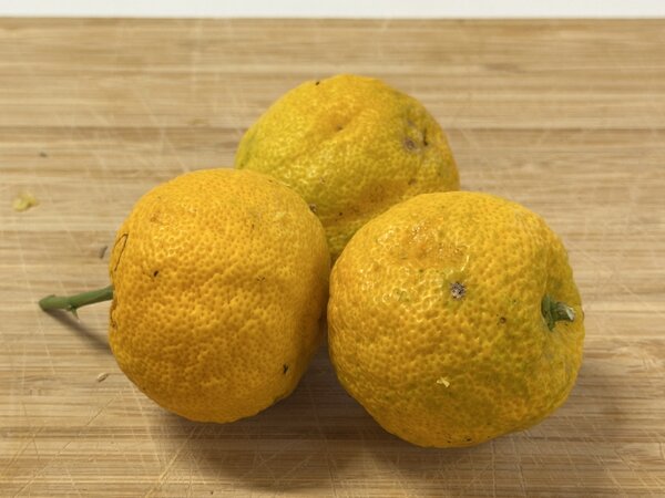 Switrus Zitrone 'Yuzumelo', Zitrus, Citrus