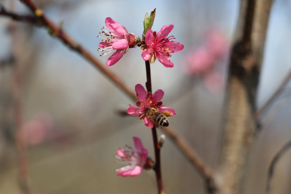 Willkommen Frühling