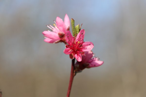 Willkommen Frühling