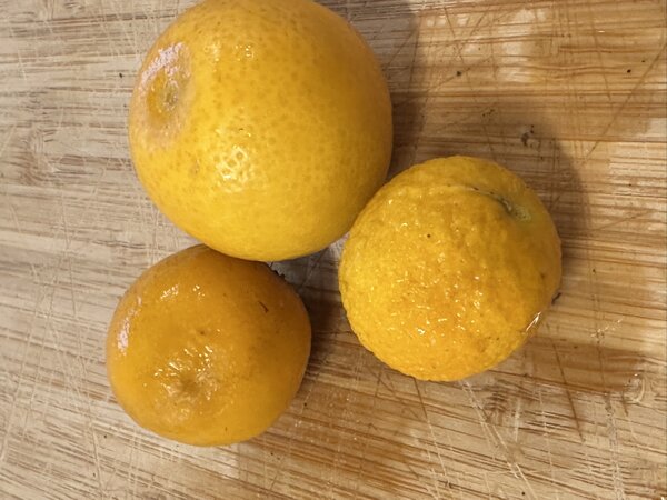 Citrangedin 'Glen' (Citris mitis x Citroncirus 'Willits')