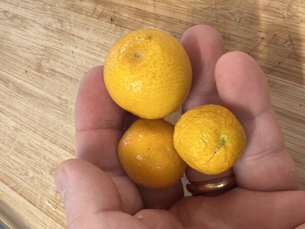 Citromelo Yuma, Citrus, Zitrus, Frucht