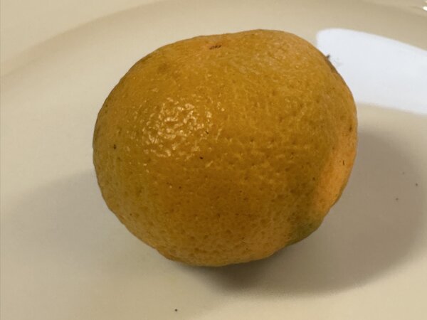 Satsuma callout, Citrus, Zitrus, Frucht