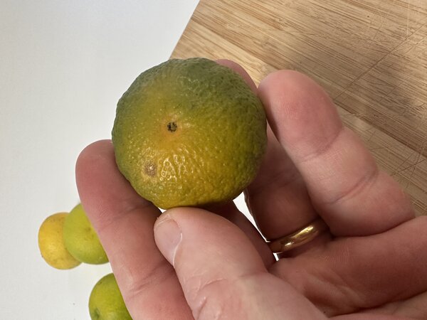 Citandarin Changsha, Citrus, Zitrus, Frucht