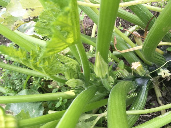 Zucchini pflanzen Tipps Foto Sabine Reber Lubera