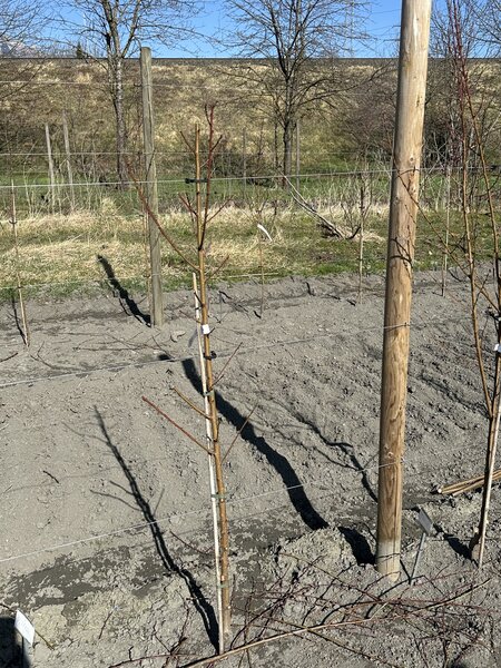 Pfirsich, Prunus persica, Jungbaum nach dem Schnitt
