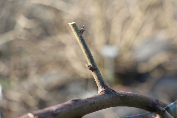 Brombeeren schneiden Rubus fruticosus Lubera