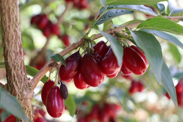 Cornus mas Befruchtung