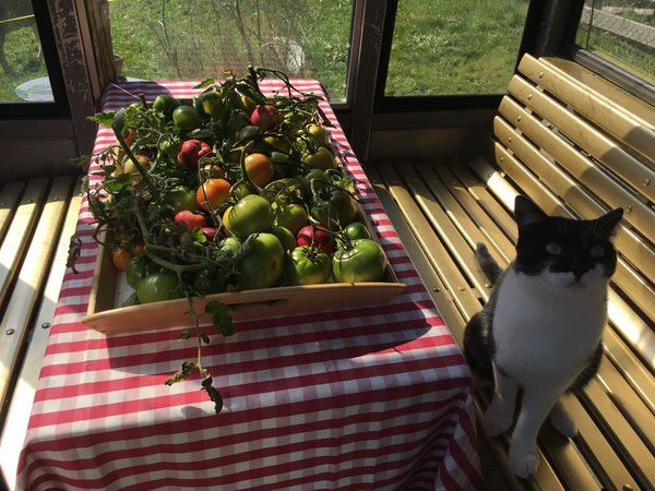 Samen von Winter Früchte Pflegeleicht Apfel Tischdecke 