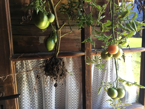 Grüne Tomaten nachreifen Sabine Reber Lubera