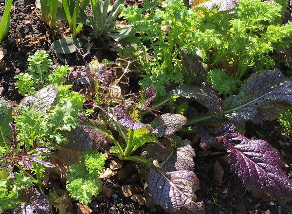 Gemüse fürs Hochbeet Asia Salat Lubera