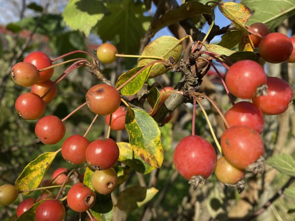 Zierapfel 'Adirondack' 