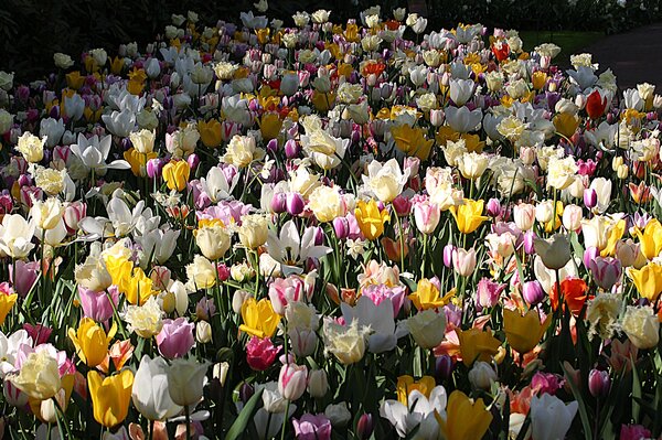 Gartenbuchartikel Teil 1: Blumenzwiebel Trends 2025 Maximalismus und starke Farbkontraste