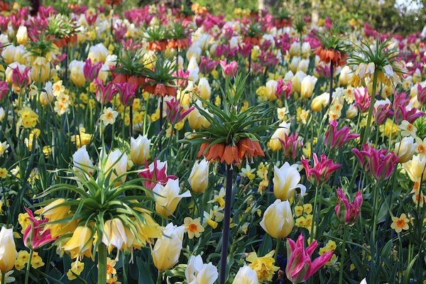 Gartenbuchartikel Teil 1: Blumenzwiebel Trends 2025 Maximalismus und starke Farbkontraste